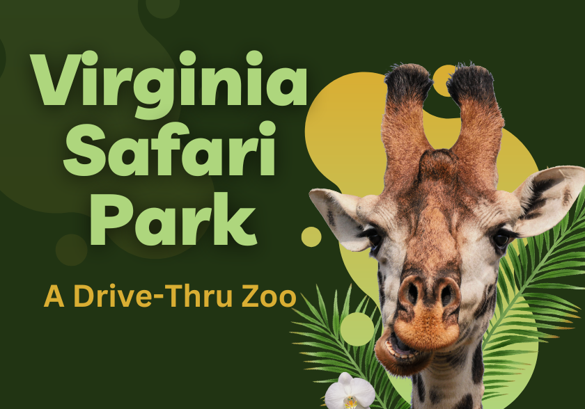 An Unforgettable Experience at The Virginia Drive-Thru Safari Park